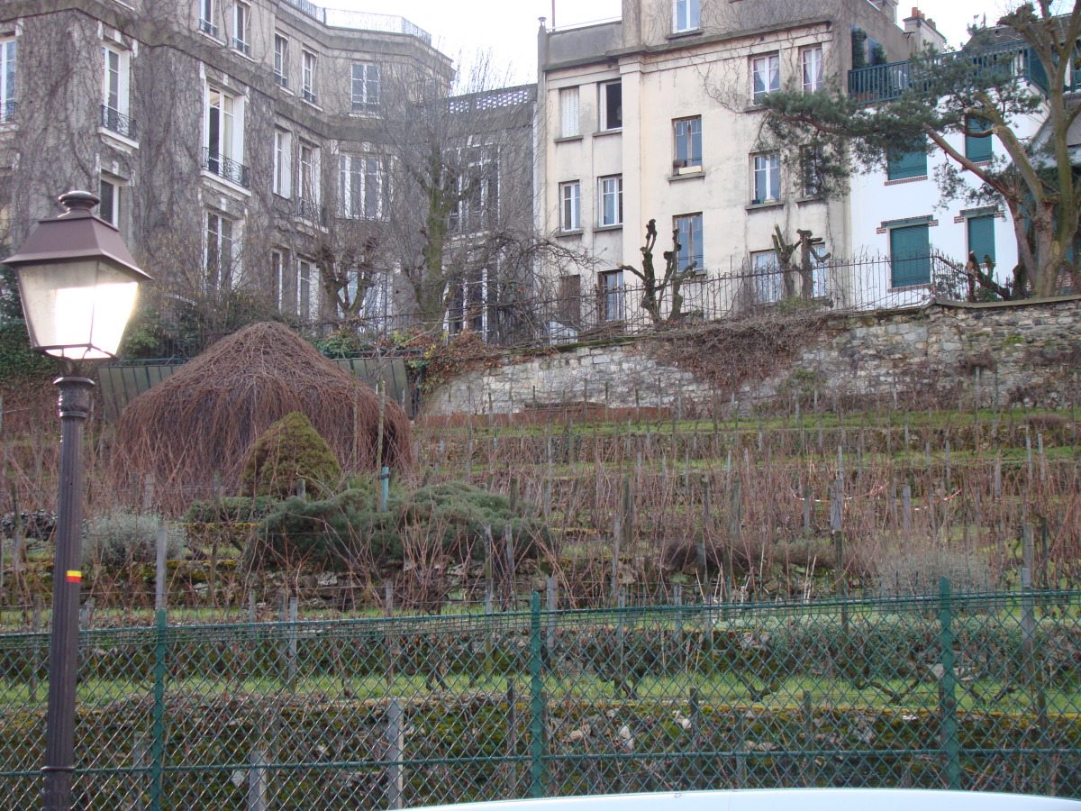 Diapositive 10++Montmartre Vignes.jpeg 