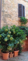 Vignette 42++Pienza.jpeg 